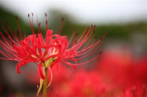 彼岸花開花|彼岸花（ヒガンバナ）とは ＜花言葉・由来・開花時期などを紹。